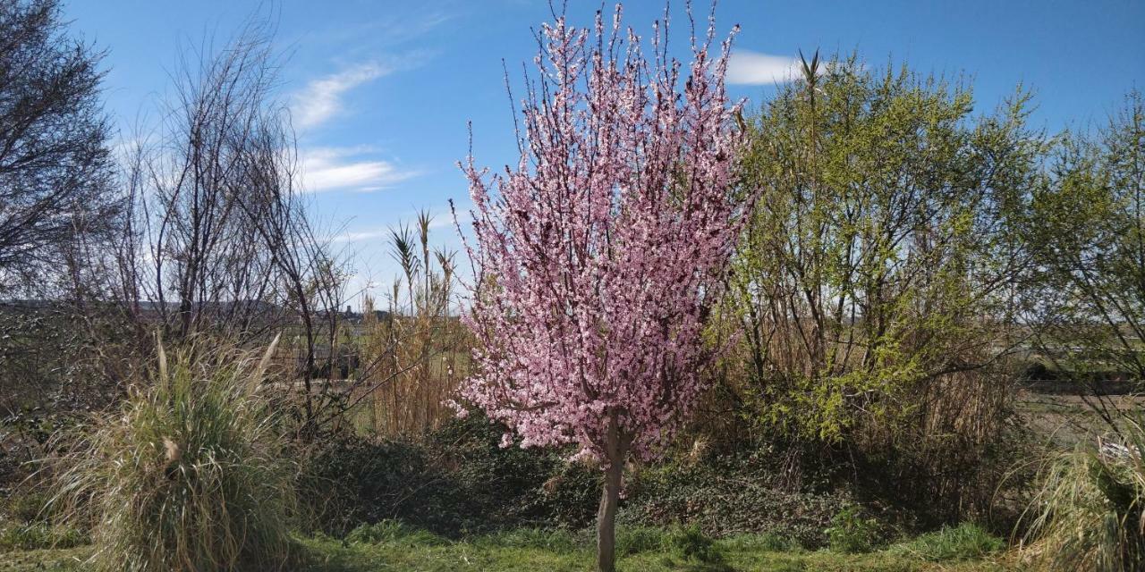 La Mimosa Βίλα Carcastillo Εξωτερικό φωτογραφία